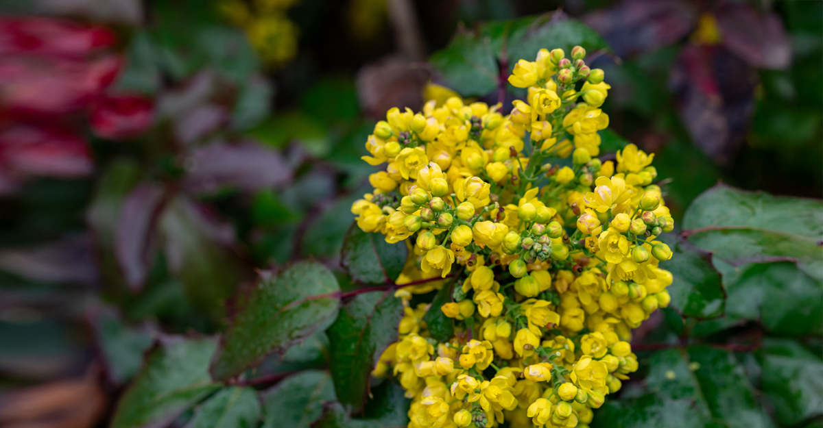 Berberine and Weight Loss: What Science Says