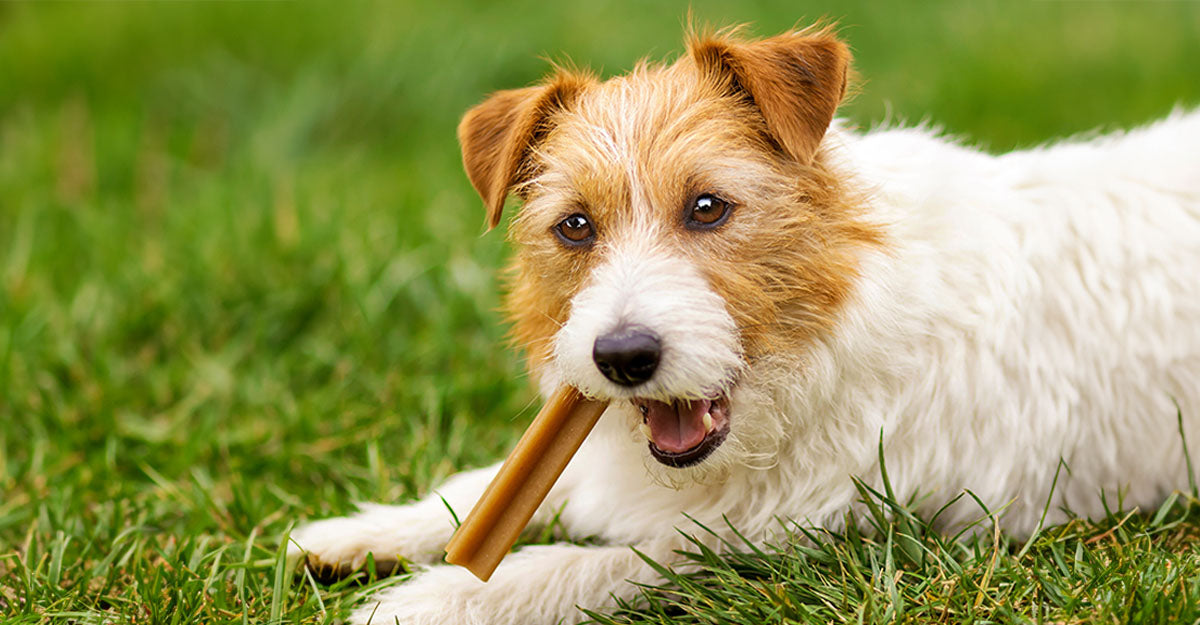 Small dog chewing on a bone