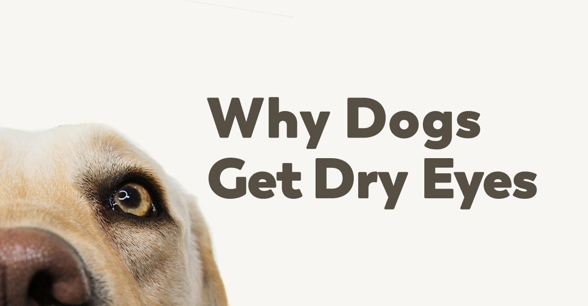 dogs-dry-eyes