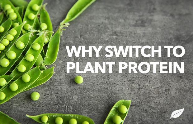 Why You Should Switch to Plant Protein