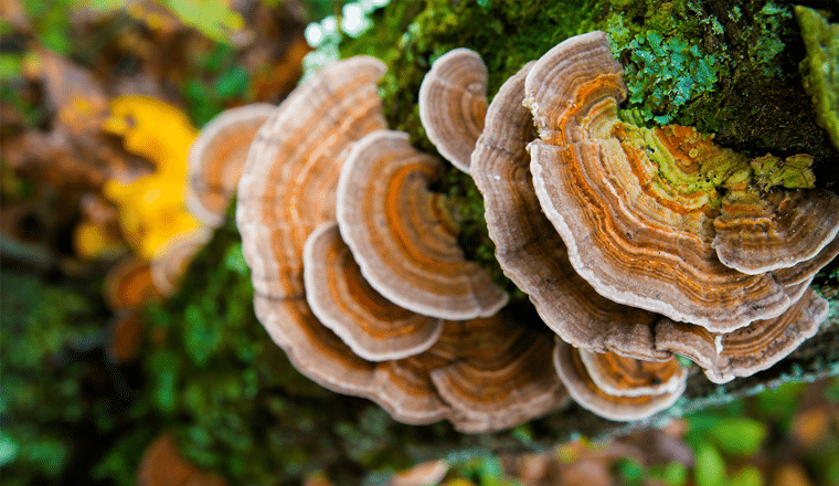 Unlock the Power of Turkey Tail: The Immune-Boosting Mushroom Backed by Science