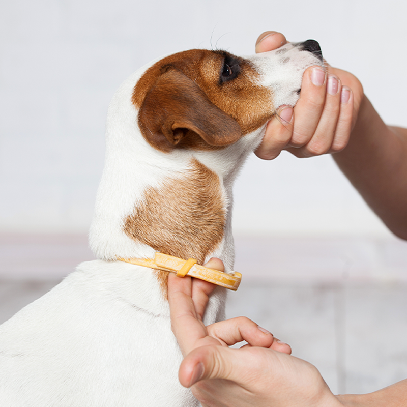 Dog with flea & tick collar