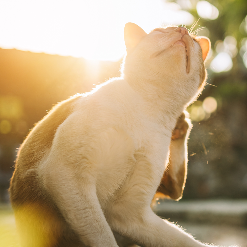 Cat scratching behind ear