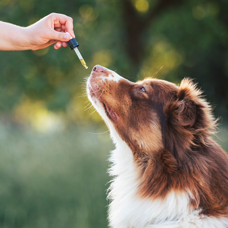 Dog taking medicine out of dropper