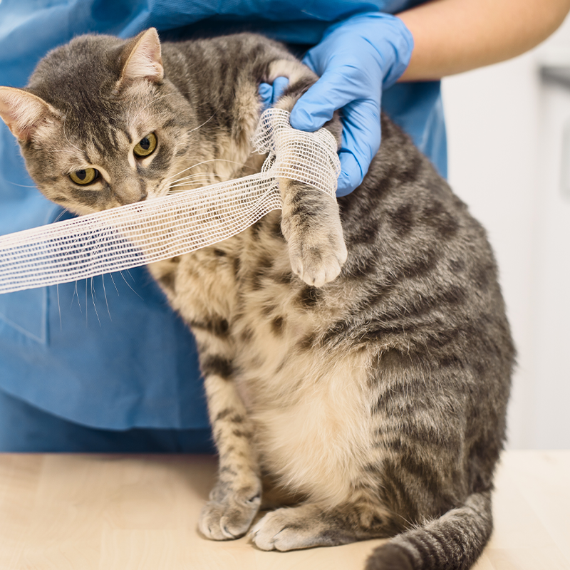 Cat getting arm wrapped with gauze