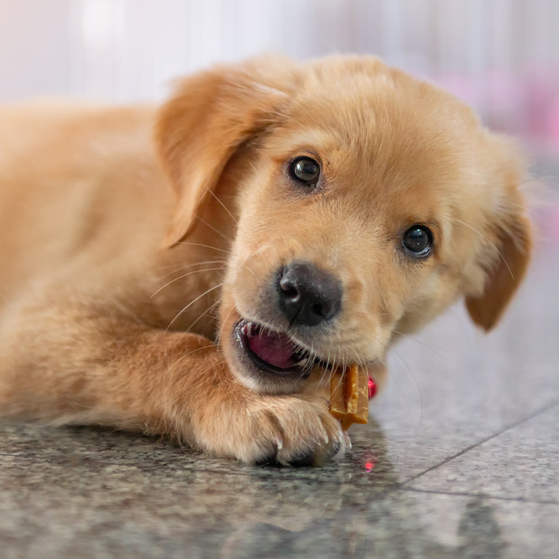 Puppy chewing on treat
