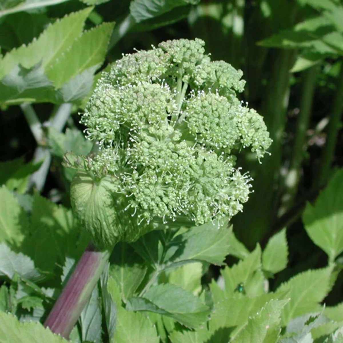 Angelica plant with delicate white-green flower cluster and serrated green leaves on purple-tinged stem.
