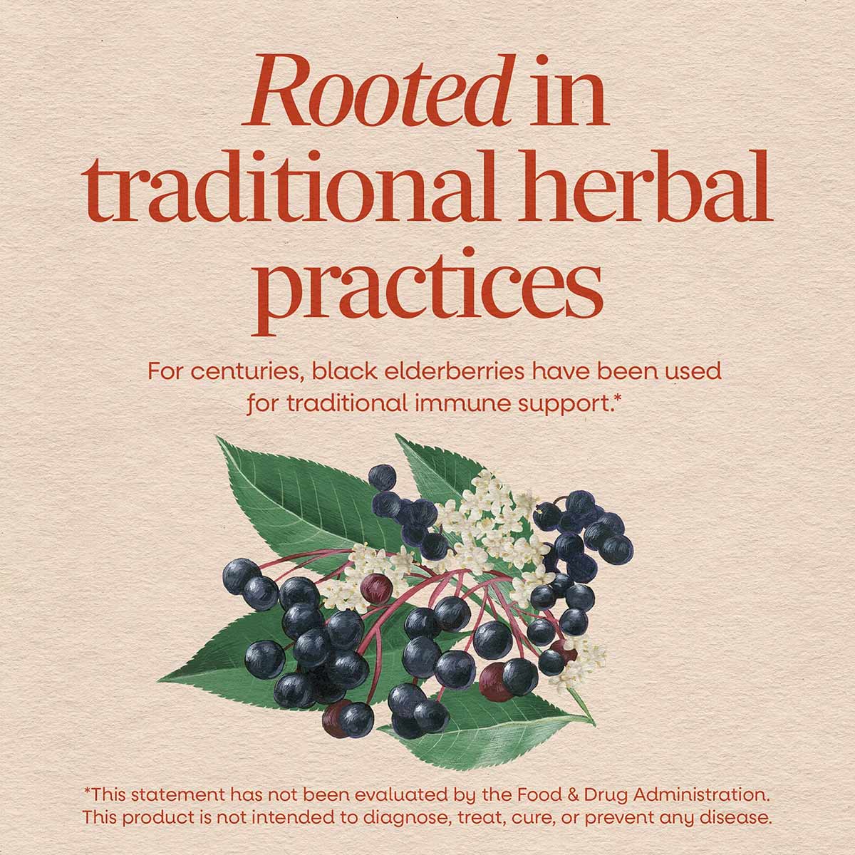 Black Elderberry, by Natures Way