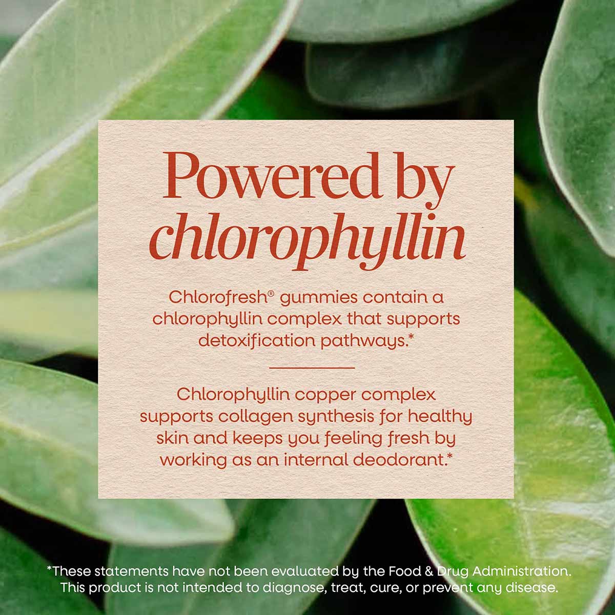 Nature's Way Chlorofresh chlorophyll gummies product information card displayed against green foliage background.