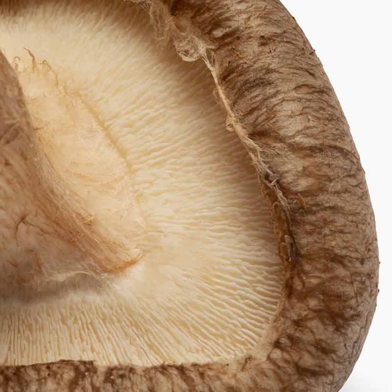 Cordyceps Shiitake Energy Support, 6 Gummies, by Charlottes Web, image #3