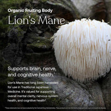 White Lion's Mane mushroom with cascading spine-like tendrils growing on moss-covered wood.