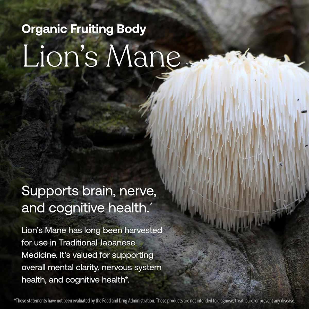 White Lion's Mane mushroom with cascading spine-like tendrils growing on moss-covered wood.