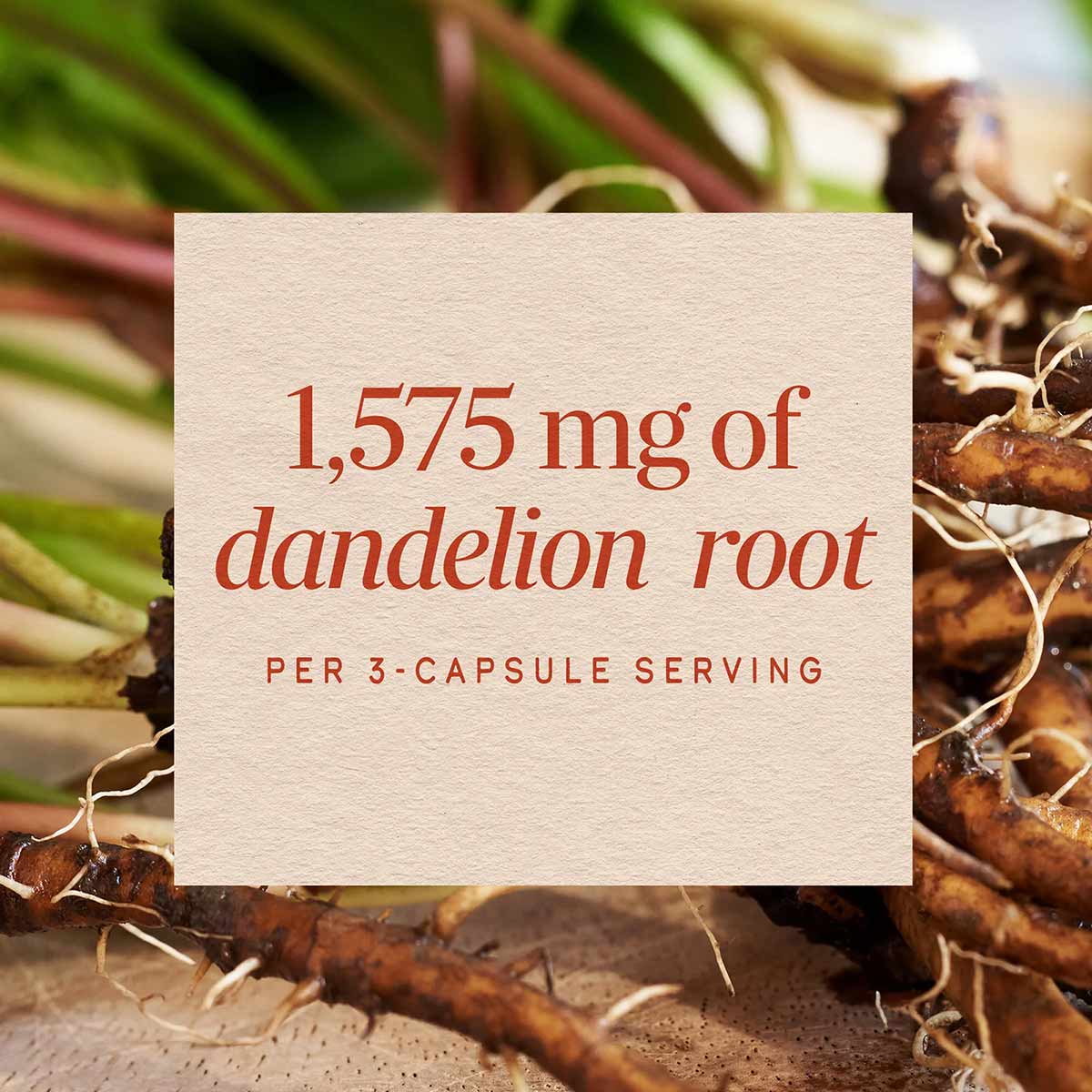 Cream-colored label displaying "1,575 mg of dandelion root per 3-capsule serving" overlaid on dried dandelion roots and green