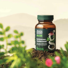 Gaia Herbs Echinacea Goldenseal bottle with green cap on soil surrounded by green foliage and pink echinacea flowers.