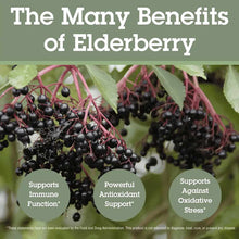 Dark elderberries on pink stems with green leaves and text describing benefits.