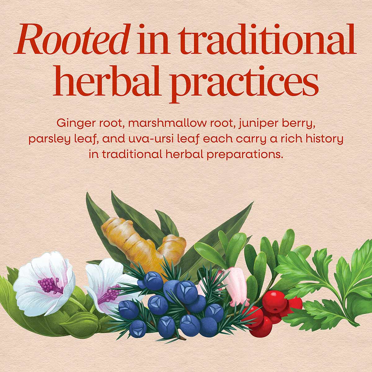 Botanical illustration displaying ginger root, marshmallow root, juniper berries, parsley leaves, and uva-ursi leaves arrange