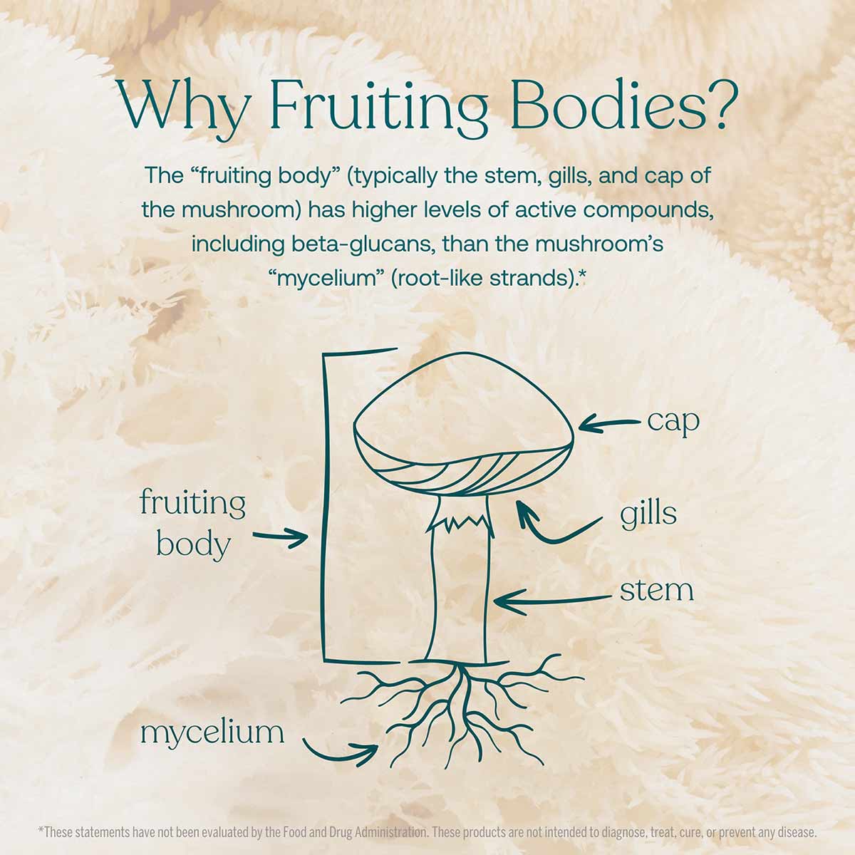 Diagram showing mushroom anatomy with labeled parts: cap, gills, stem, fruiting body, and mycelium roots on textured backgrou