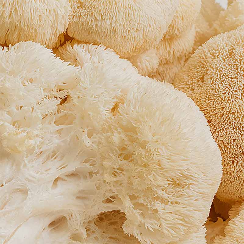 Lion's Mane, 60 Vegan Capsules, by True Grace, image #7