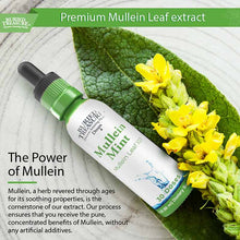 Mullein Mint, by Buried Treasure, image #6