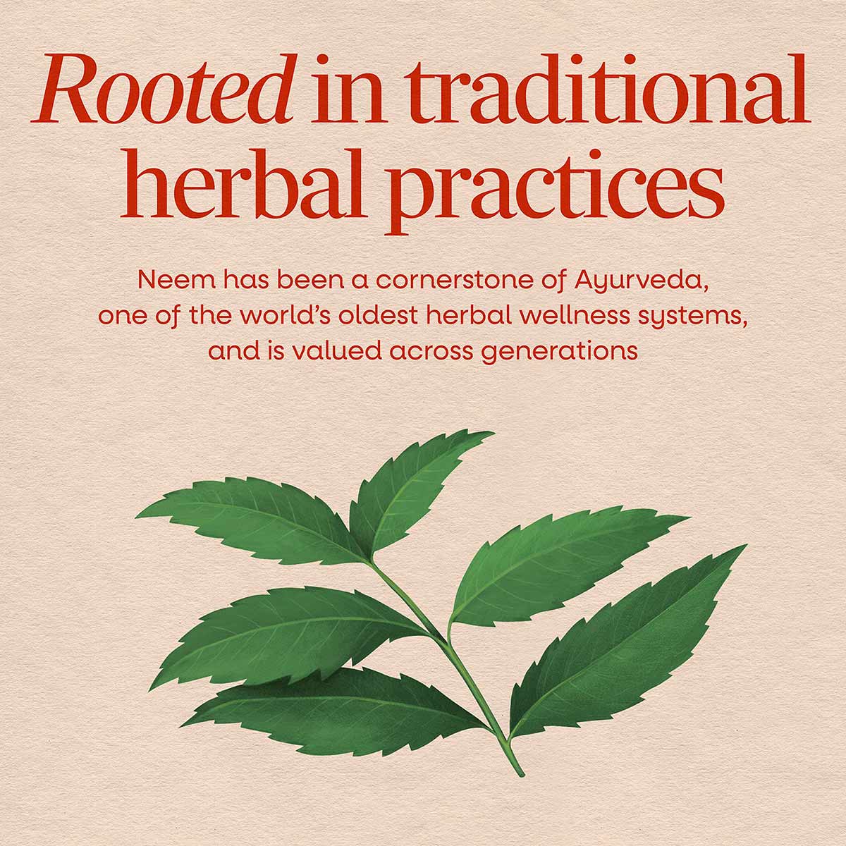 Green neem leaves on a stem with text about traditional herbal practices on a beige background.