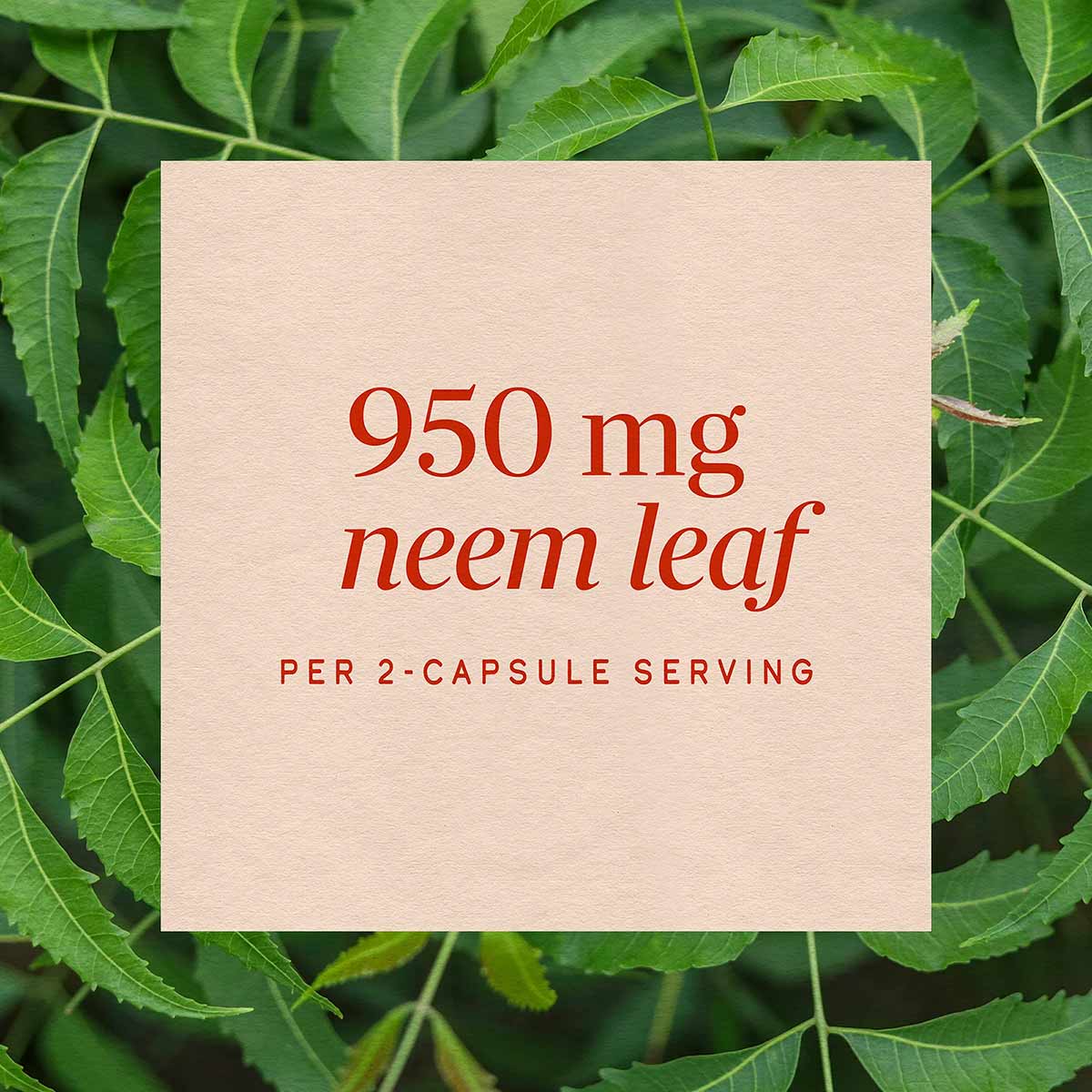 Beige label on green neem leaves displaying "950 mg neem leaf per 2-capsule serving" in red text.