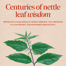 Nettle leaf plant illustration with green leaves and stem on beige background with red text.