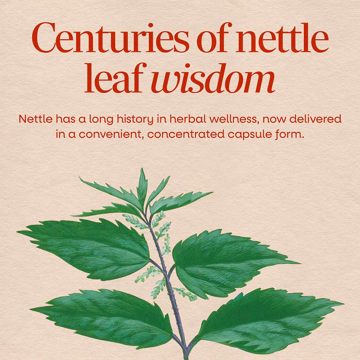 Nettle leaf plant illustration with green leaves and stem on beige background with red text.