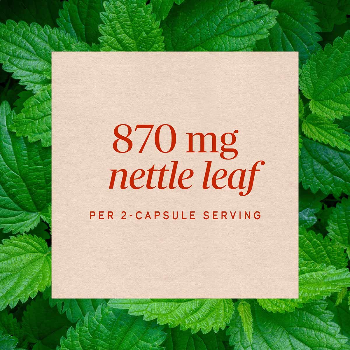 Cream label displaying "870 mg nettle leaf per 2-capsule serving" in red text, surrounded by bright green nettle leaves.