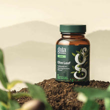 Olive Leaf, by Gaia Herbs