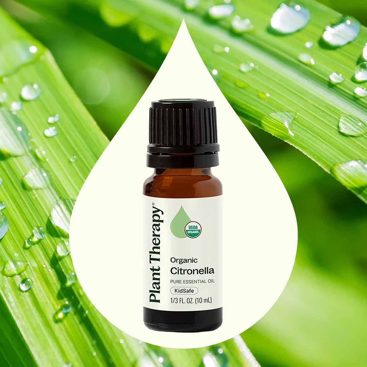 Plant Therapy organic citronella essential oil in amber glass bottle with black cap on water droplet background with green le