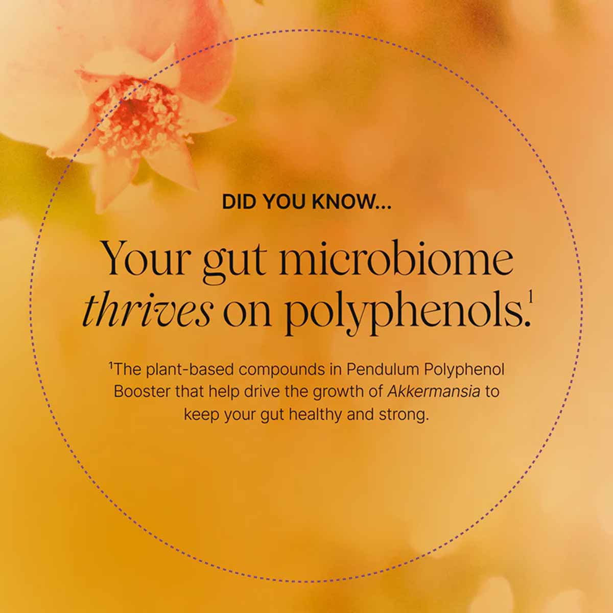 Polyphenol Booster, by Pendulum