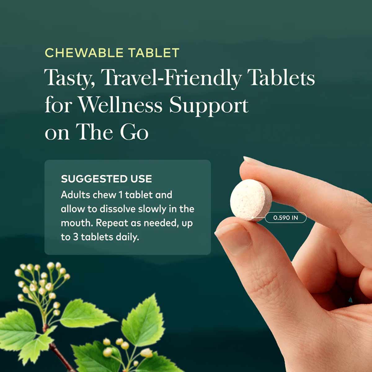 Hand holding a small round white chewable tablet measuring 0.590 inches against a teal background with herb imagery.