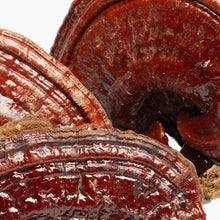 Reishi Ashwagandha Stress Support, 6 Gummies, by Charlottes Web, image #2