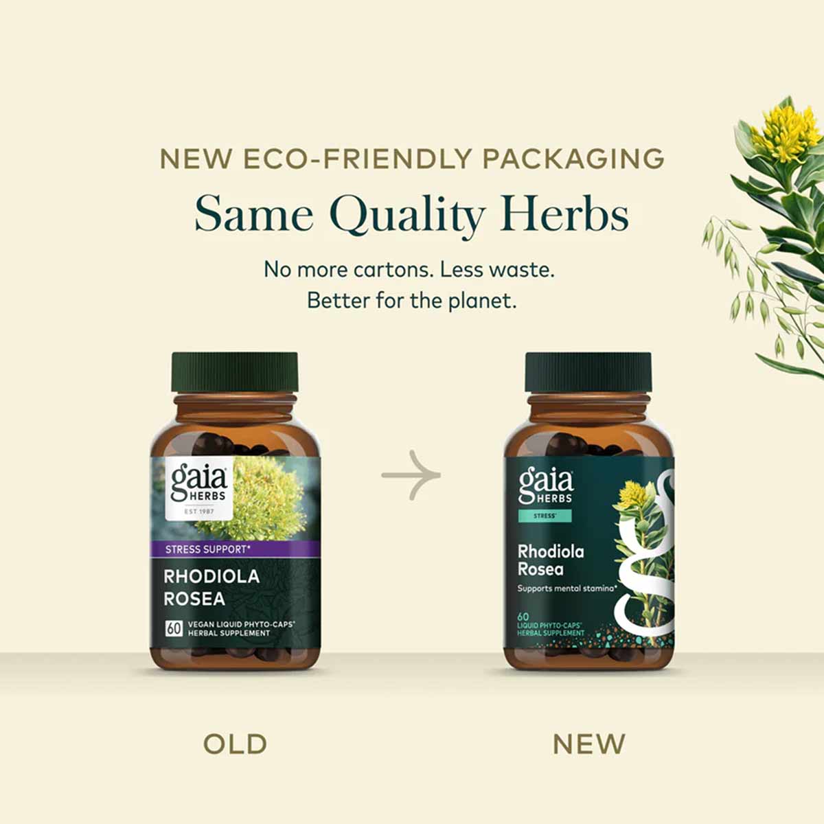 Two brown glass bottles of Gaia Herbs Rhodiola Rosea with green caps, showing old and new eco-friendly packaging designs.