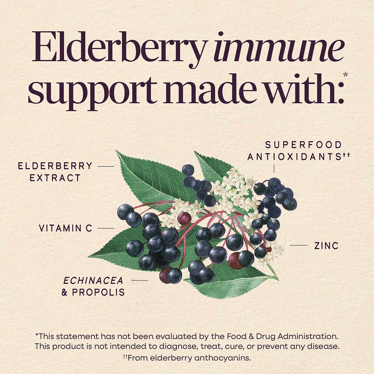 Botanical illustration showing dark elderberries with green leaves and white flowers, labeled with ingredients including extr