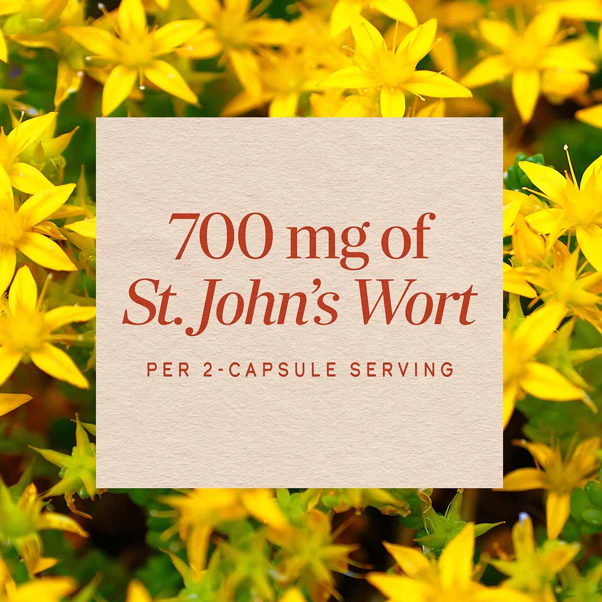 Cream-colored label with red text stating "700 mg of St. John's Wort per 2-capsule serving" overlaid on yellow flowers and gr