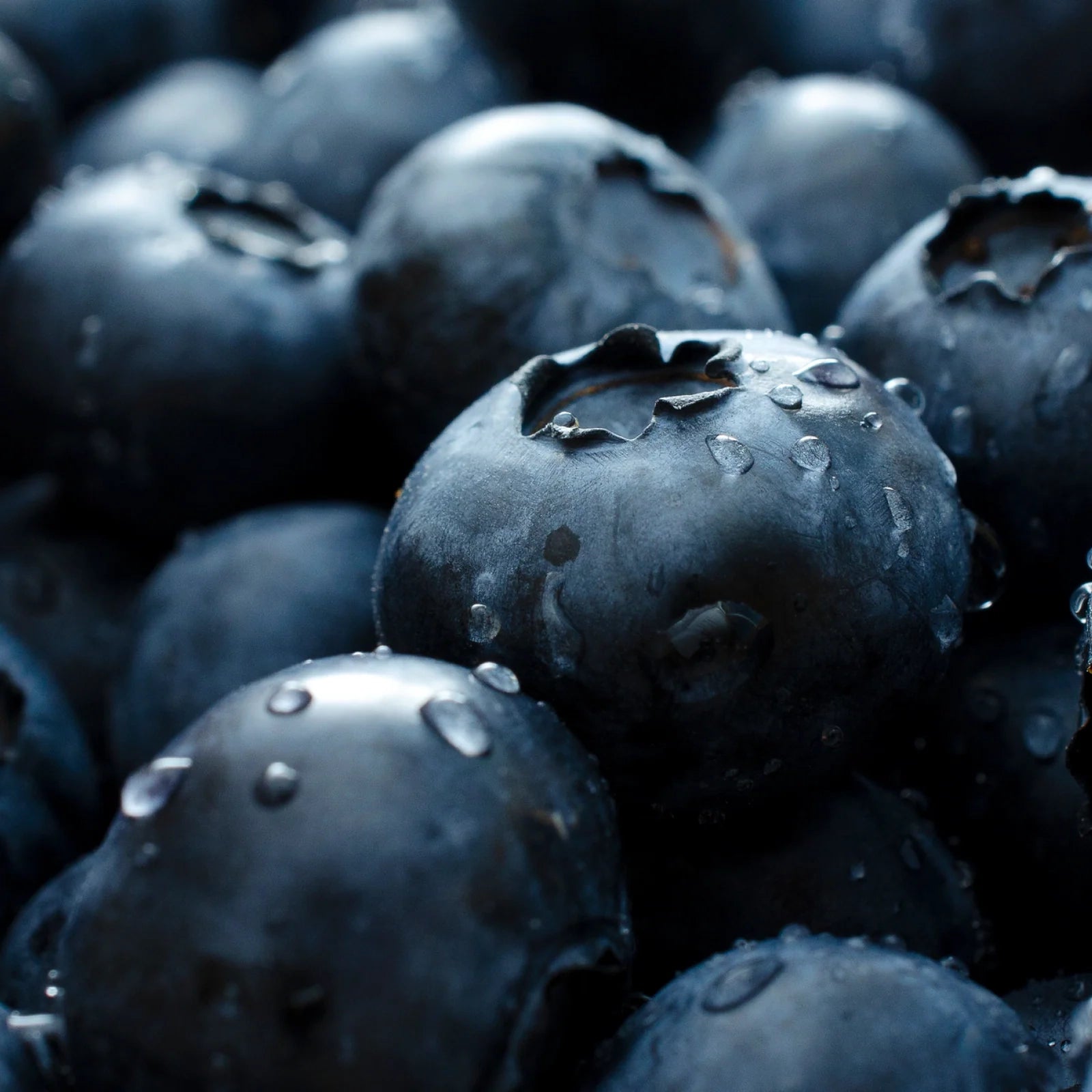 Fresh blueberries with water droplets and open crowns clustered together.