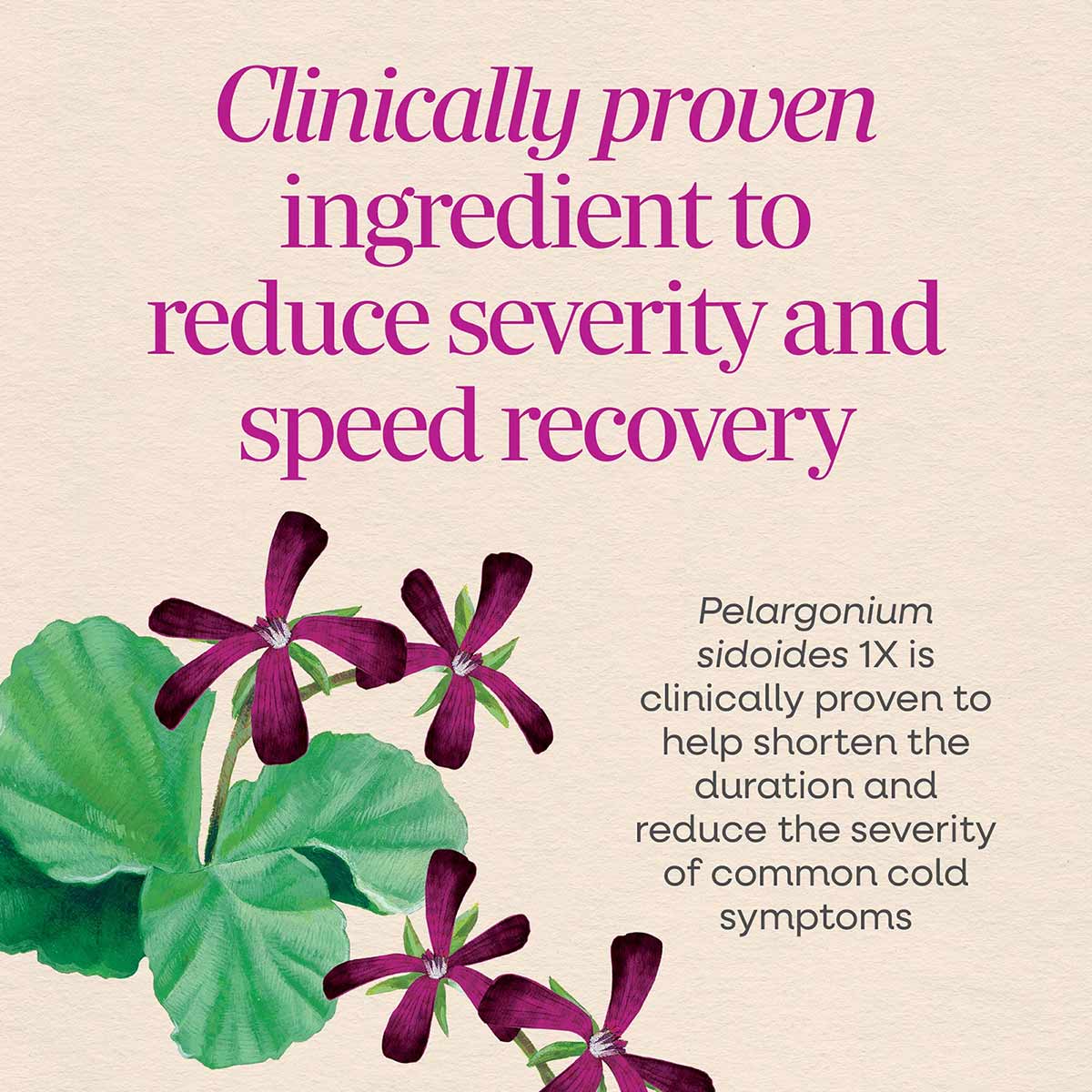 Purple flowers with green leaves and text describing clinical benefits of the cold and flu remedy.