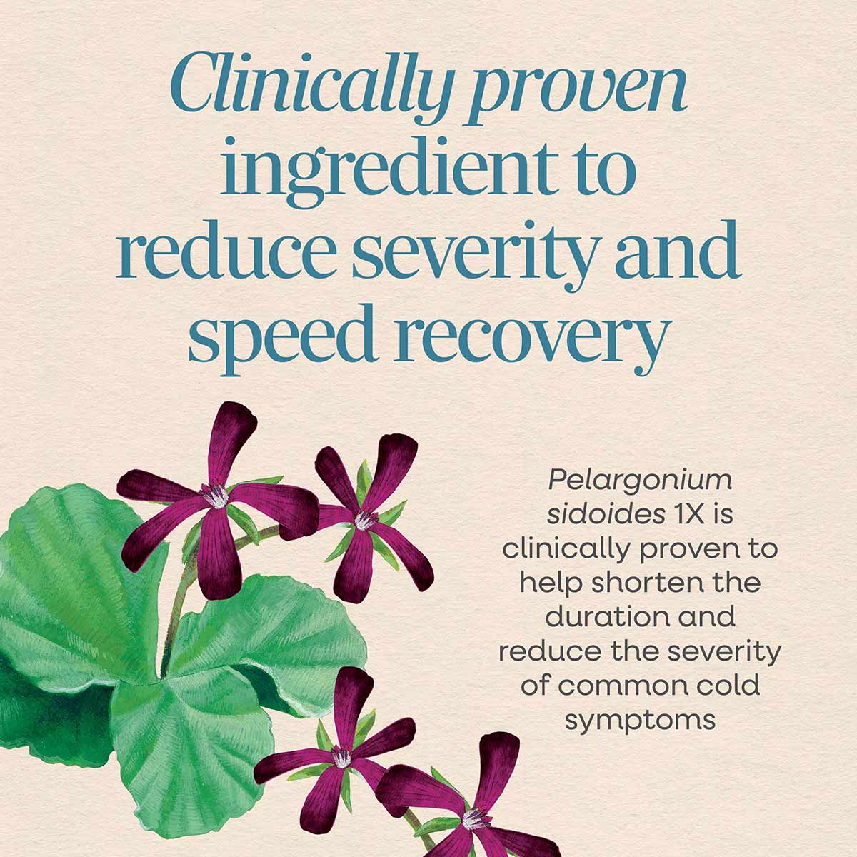 Purple and green pelargonium flowers with text describing clinically proven cold care ingredient on beige background.