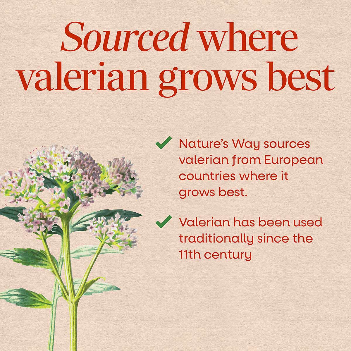 Valerian plant with pink and white clustered flowers and green stems on beige background with text about sourcing and traditi
