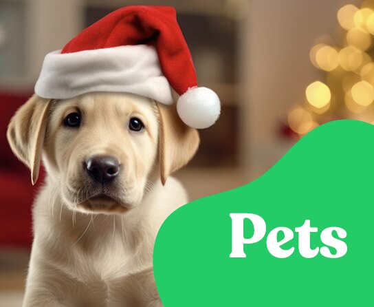 Pet Health