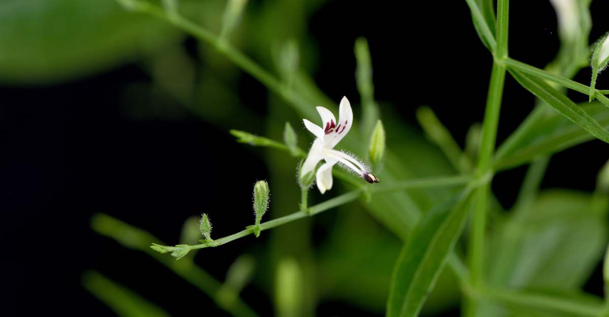 Andrographis