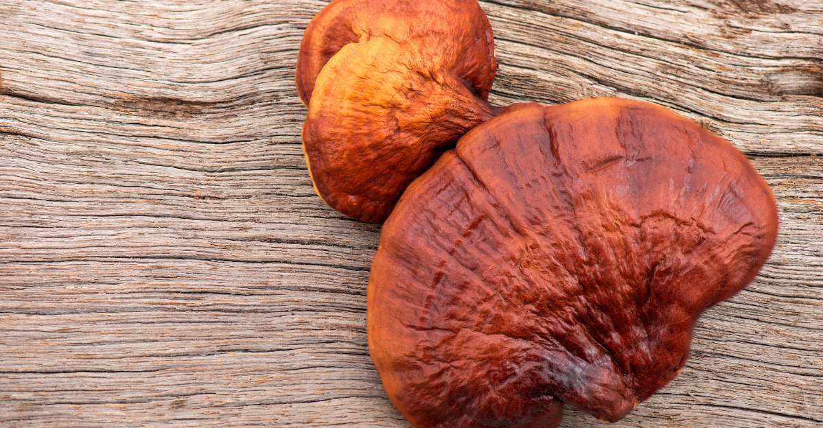 Best Mushroom Supplement