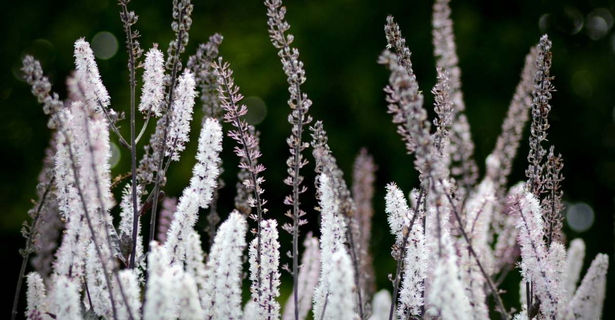 Black Cohosh