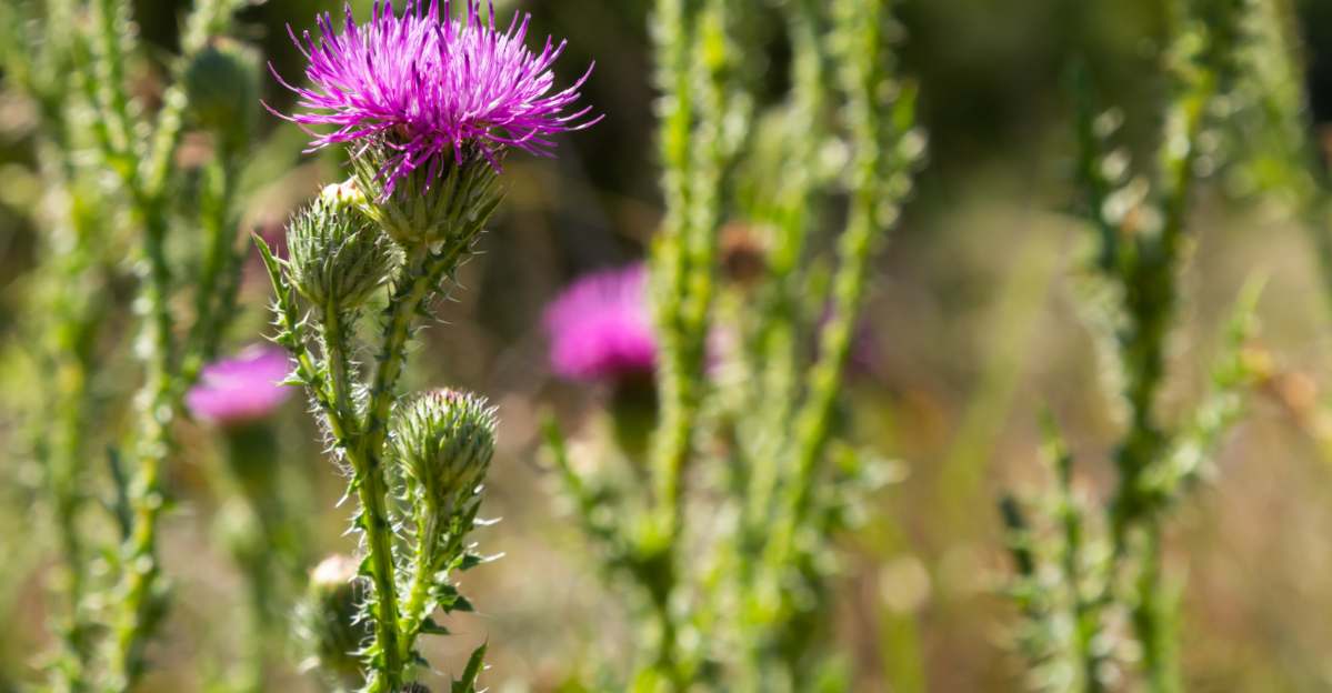 Blessed Thistle Benefits