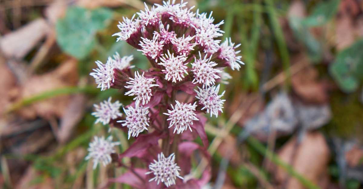 Butterbur