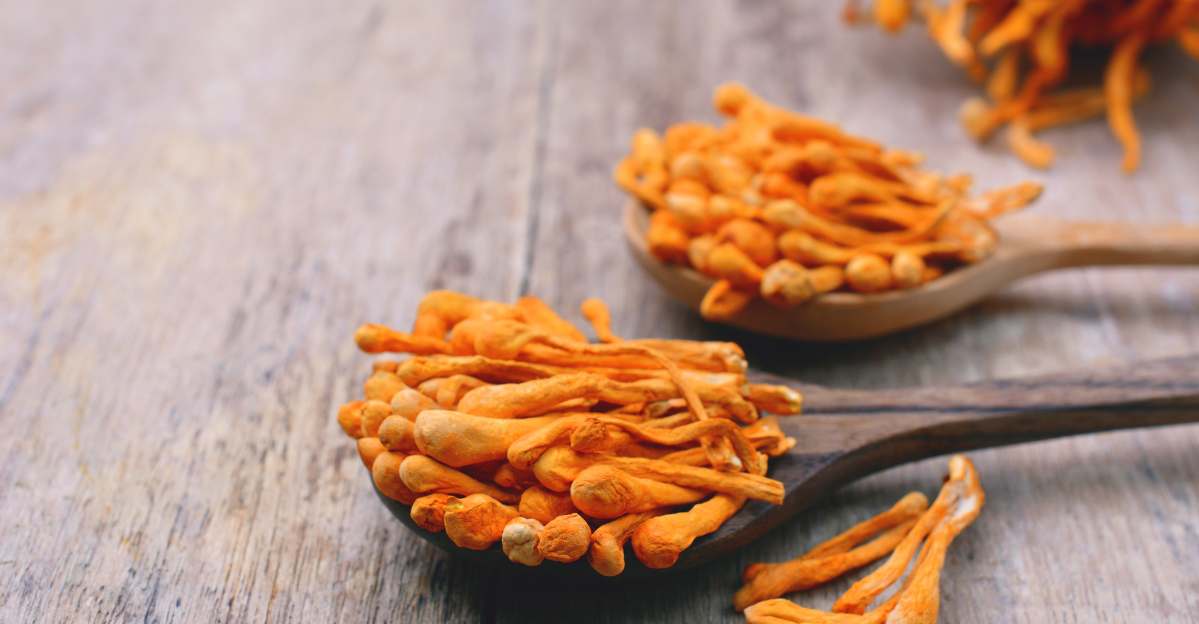 Cordyceps