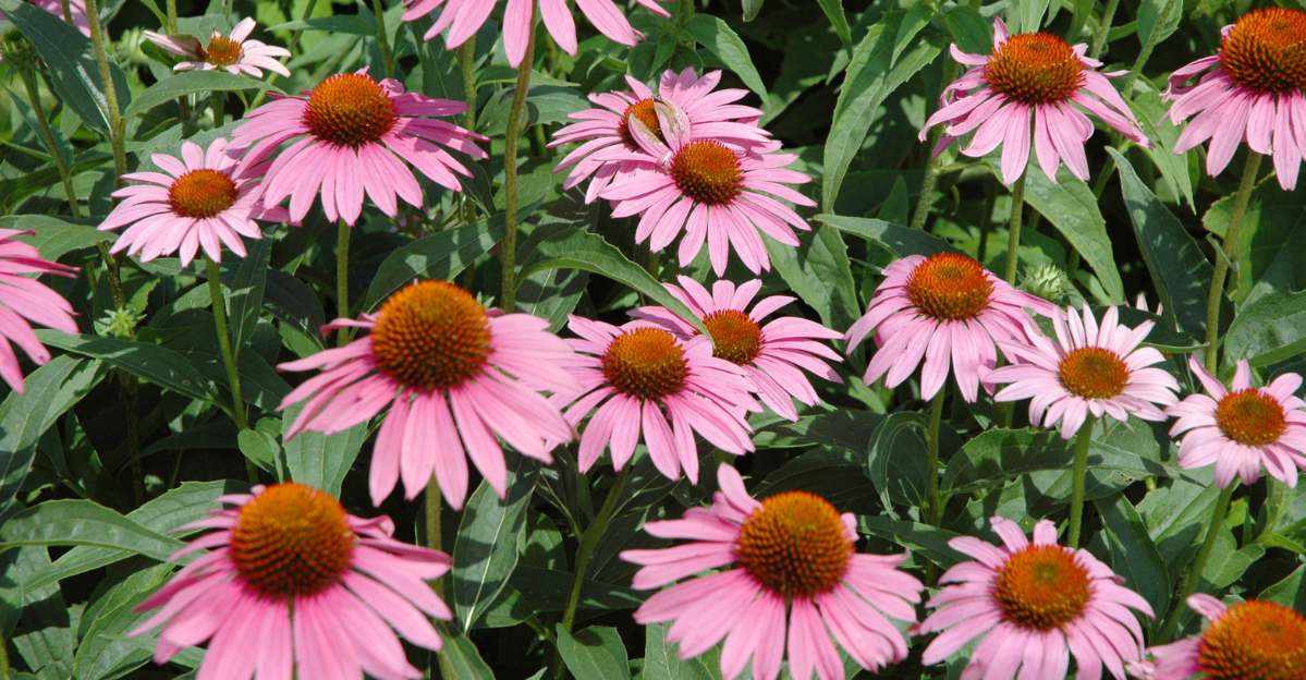 Echinacea