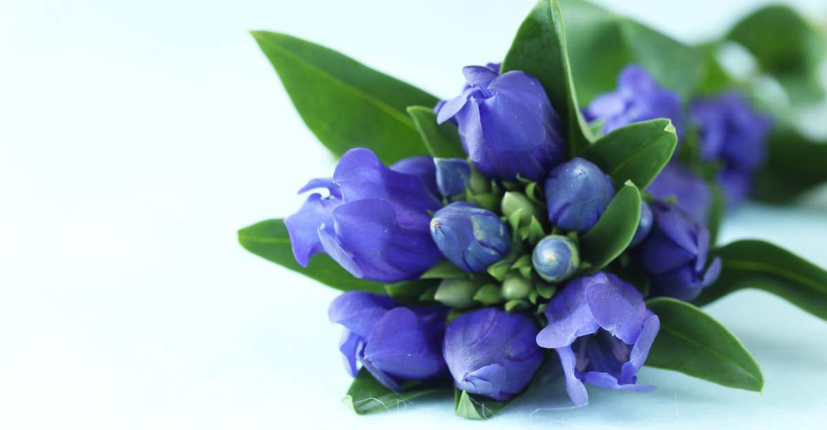 Gentian