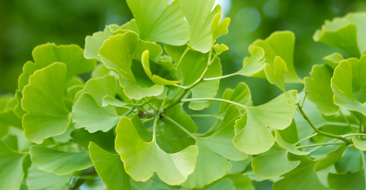 Ginkgo Biloba